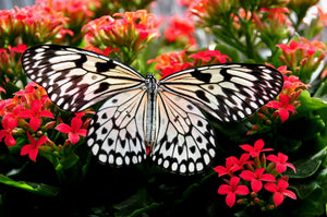 Fluttering Elegance: The Symbolism of Butterflies in Jewelry Design