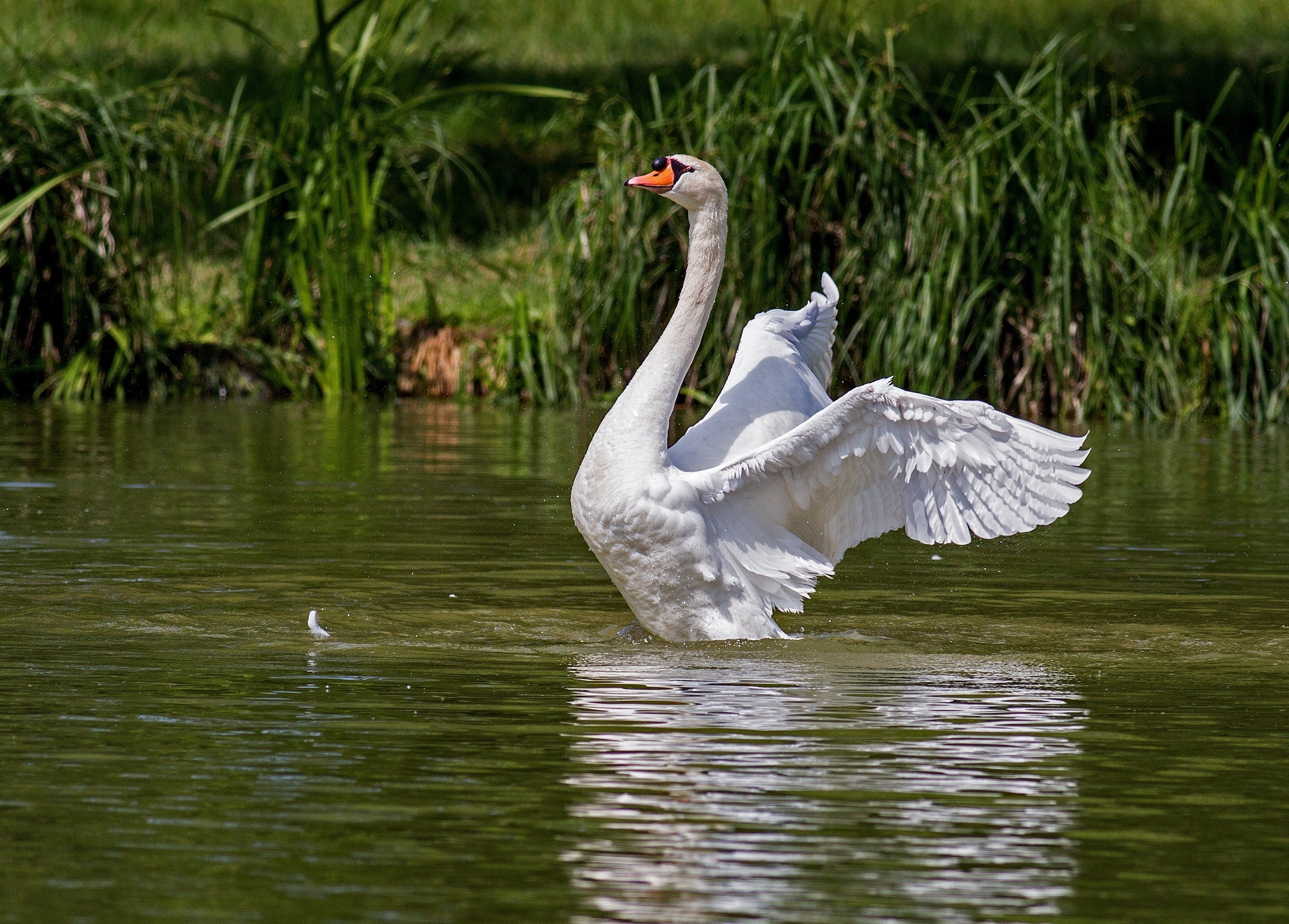 Beautiful Swan